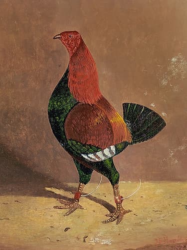 Fighting Cocks-a Dark-Breasted Fighting Cock-Facing Left Art Print by John Frederick Herring