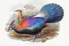 Lophophorus LHuysi Art Print