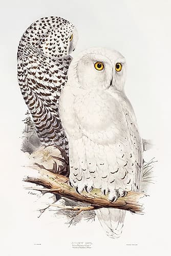 Snowy Owl Art Print