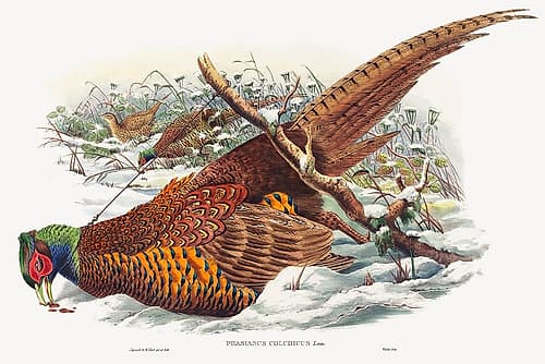 Phasianus colchicus-Ring-necked Pheasant Art Print