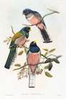 Trogan variegatus Art Print