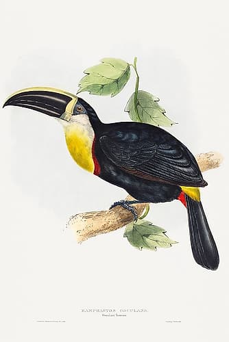 Osculant Toucan-Ramphastos osculans Art Print