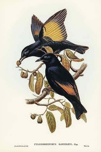 Rawnsleys Bower-bird-Ptilonorhynchus Rawnsleyi Art Print