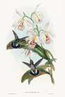 Glaucis fraseri-Frasers Barbed-throat Art Print