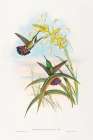 Lampornis veraguensis-Veraguan Mango Art Print