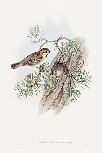 Passer Ammodendri-Severtzow-Turkestan Sparrow Art Print