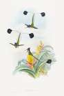 Loddigesia Mirabilis Art Print