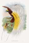 Paradisea Papuana-Papuana Bird of Paradise Art Print