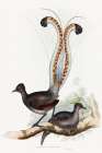 Shaw-Lyrebird Art Print