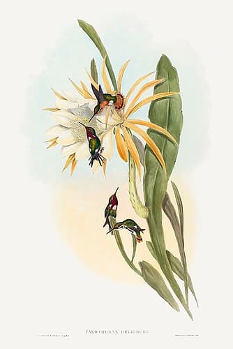 Calothorax heliodori Art Print