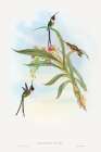 Tharmastura enicura-Slender Shear-Tail Art Print