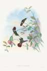 Lophornis chalybeus-Festive Coquette Art Print