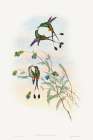 Spathura peruana-Peruvian Racket-Tail Art Print
