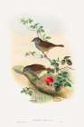 Accentor modularis-Dunnock Art Print by John Gould