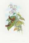 Selashorus scintilla-Scintillant Hummingbird Art Print