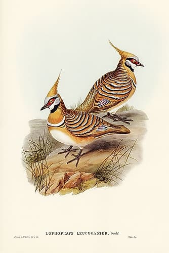 White-bellied Bronzewing-Lophophaps leucogaster Art Print