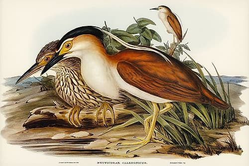 Nankeen Night Heron-Nycticorax Caledonicus Art Print