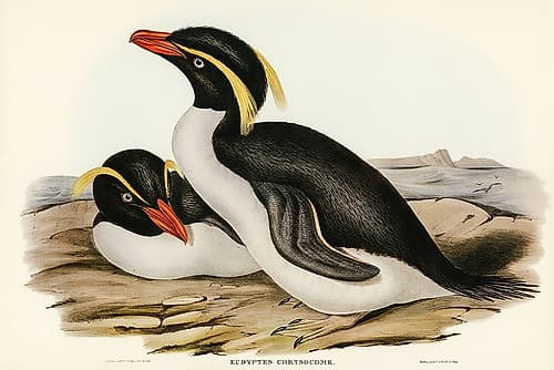 Crested Penguin-Eudyptes chrysocome Art Print