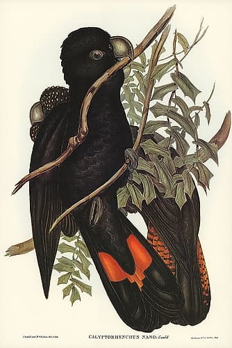 Western Black Cockatoo-Calyptorhynchus naso Art Print