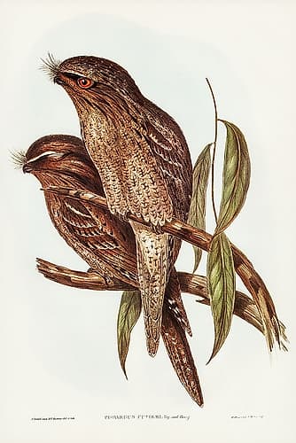 Tawny Frogmouth-Podargus Cuvieri Art Print