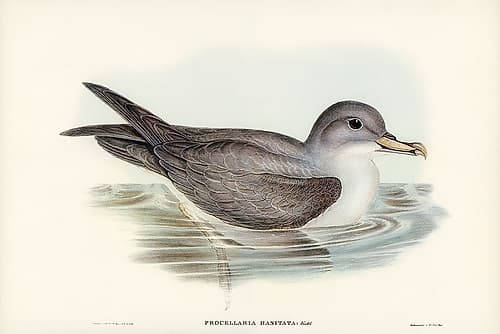 Great Grey Petrel-Procellaria hasitata Art Print
