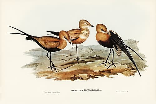 Australian Pratincole-Glareola grallaria Art Print