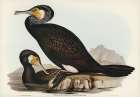 Australian Cormorant-Phalacrocorax Carboides Art Print by John Gould