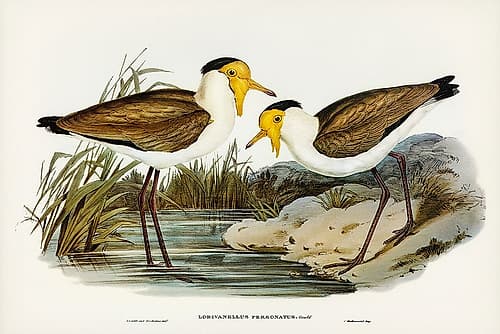 Masked Pewit-Lobivanellus personatus Art Print