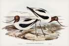 Red-necked Avocet-Recurvirostris rubricollis Art Print