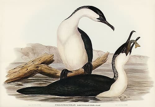 White-breasted Cormorant-Phalacrocorax leucogaster Art Print