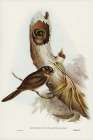 Owlet Nightjar-Aegotheles nova-hollandie Art Print