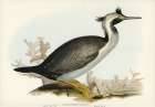 Spotted Cormorant-Phalacrocorax punctatus Art Print