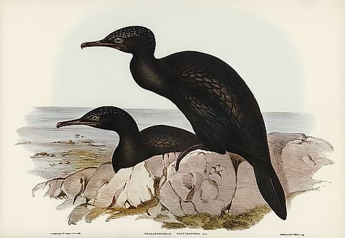 Groove-billed Cormorant-Phalacrocorax sulcirostris Art Print