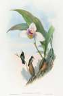 Myiabeillia typica-Abeilles Hummingbird Art Print