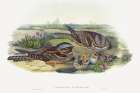 Caprimulgus europaeus-Nightjar Art Print