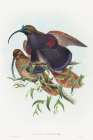 Drepanornis albertisi-Black-billed Sicklebill Bird of Paradise Art Print