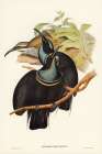 Magnificent Rifle-bird-Ptiloris magnifica Art Print
