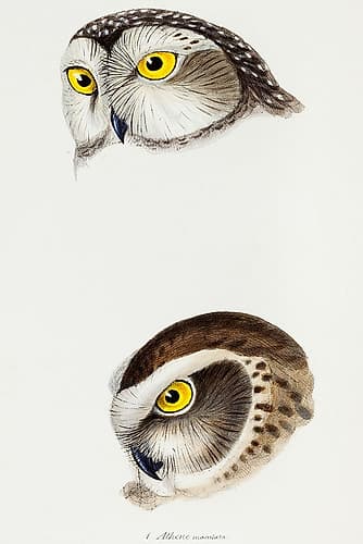 Spotted owl-Athene maculata and Boobook owl-Athene boobook Art Print
