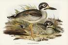 Large-billed Plover-Esacus magnirostris Art Print