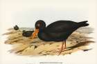 Sooty Oyster-Catcher-Haematopus fuliginosus Art Print