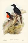 Spaldings orthonyx-Orthonyx Spaldingi Art Print