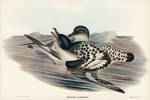 Cape Petrel-Daption Capensis Art Print
