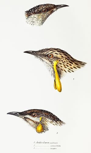 Wattle bird-Red wattlebird and Western wattlebird Art Print