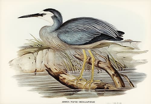 White-fronted Heron-Ardea Novae-Hollandiae Art Print