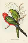 King Lory-Aprosmictus scapulatus Art Print