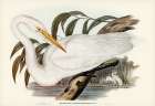 Australian Egret-Hrodias syrmatophorus Art Print by John Gould