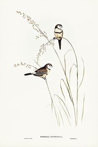 Bichenoâ€™s Finch-Estrelda Bichenovii Art Print