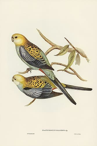 Pale-headed Parakeet-Platycercus palliceps Art Print
