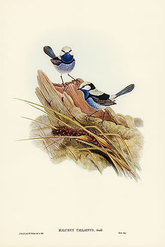 Turquoisine Superb Warbler-Malurus callainus Art Print