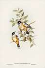 Buff-sided Robin-Petroica cerviniventris Art Print